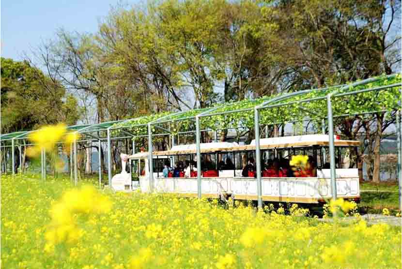 江西吉水墨坛桃花岛景区小火车.jpg